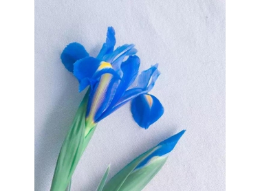 小雪时节
